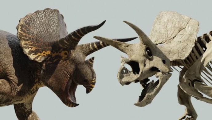 Triceratops: Fate of the Dinosaurs